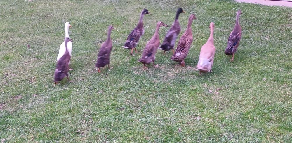 Kaczki biegsy indyjskie