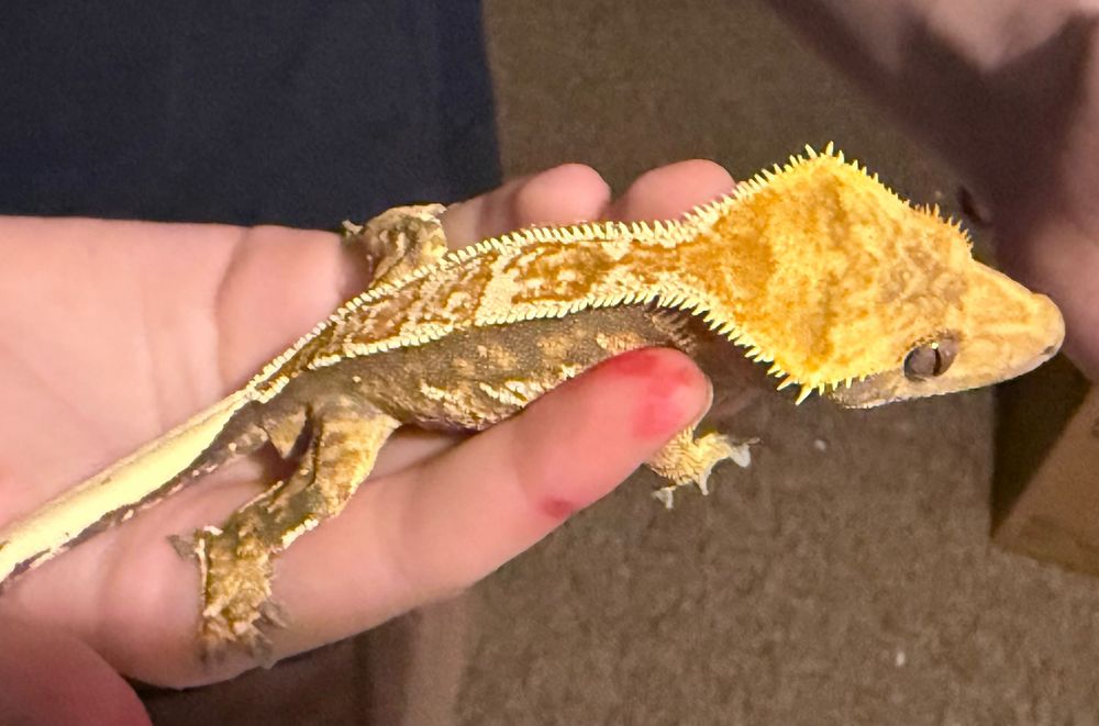 Gekon orzęsiony Crested gecko, samiec, pinstripe