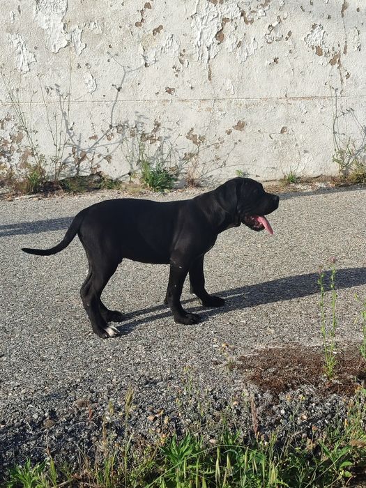 Cane Corso Italiano