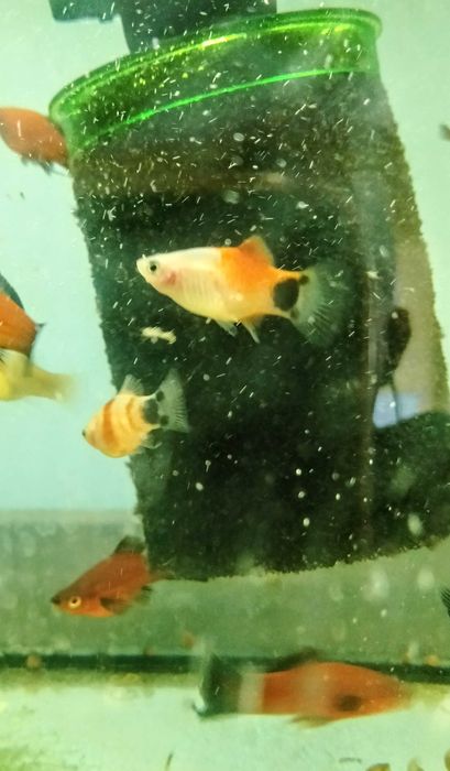 Platka ryba akwariowa