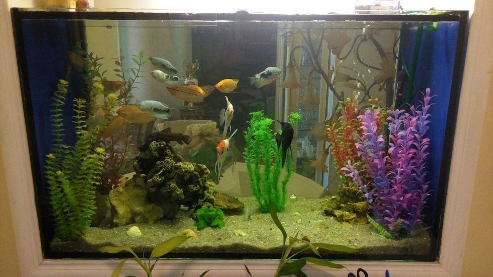 Обслуживание аквариумов, чистка, уход за аквариумом.