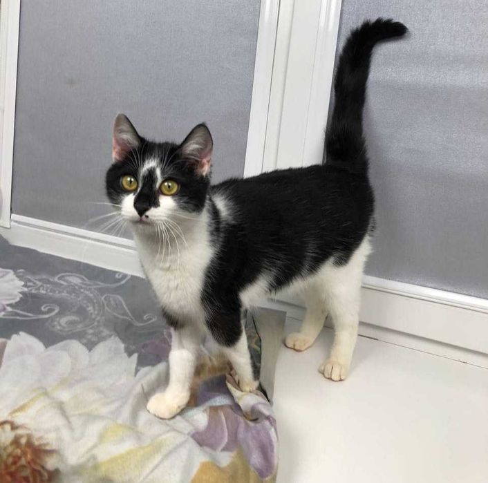 Яркий, красивый молоденький котик Лапка, около года