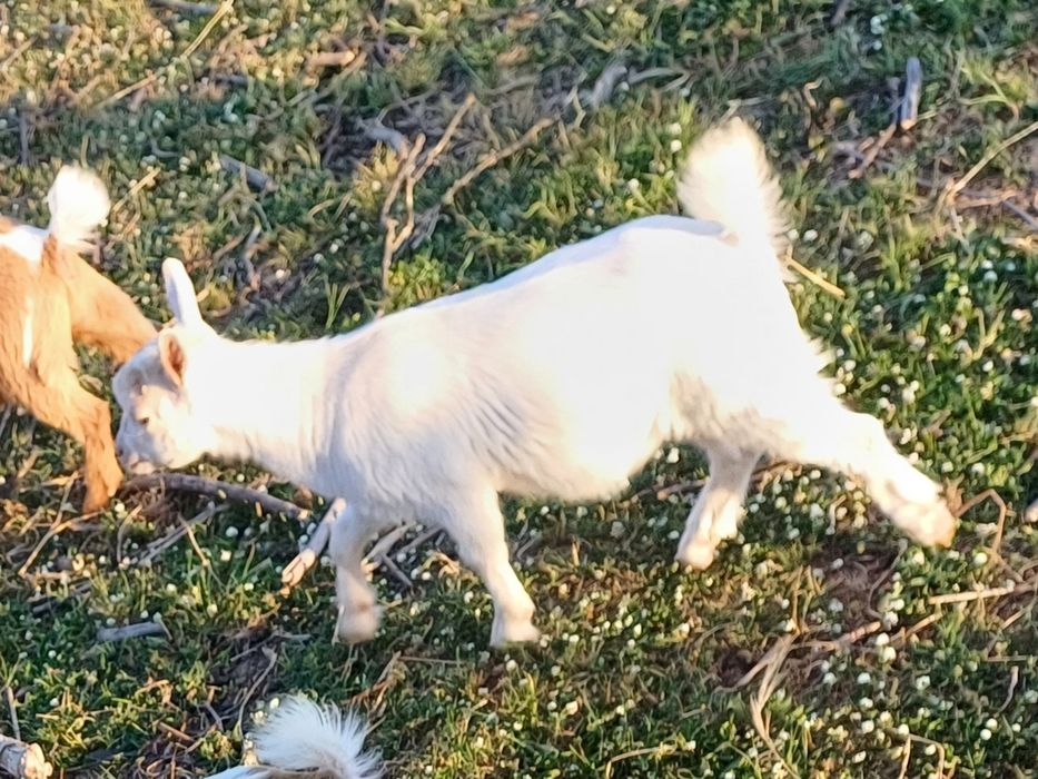 Chibo Anão Branco