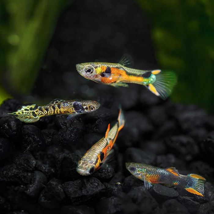 Endlers red fire e fox tail ( com mistura de genes)