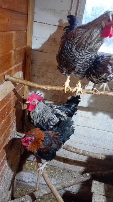 Koguty rajskie kolorowe