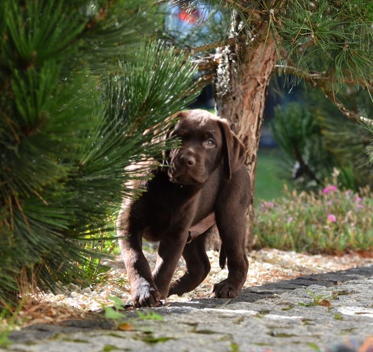 Labrador retriever FCI  SUCZKA