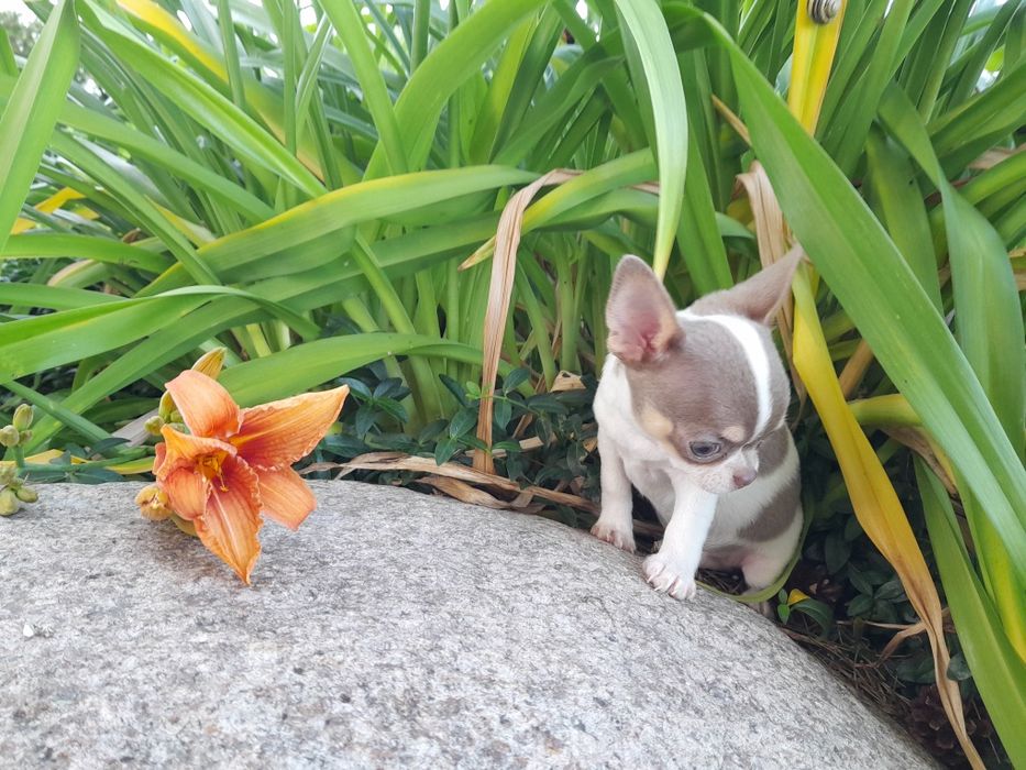 Chihuahua piesek