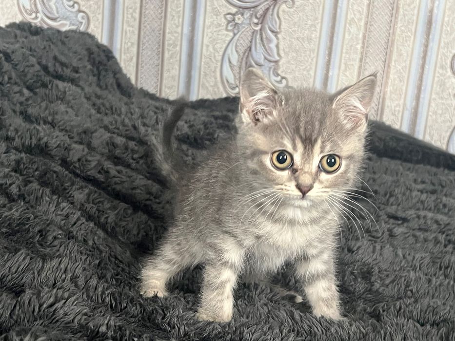Котенята Британці