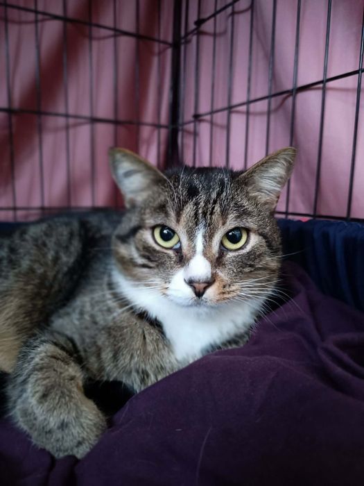 Lupo, koteczek o cudnych oczkach.