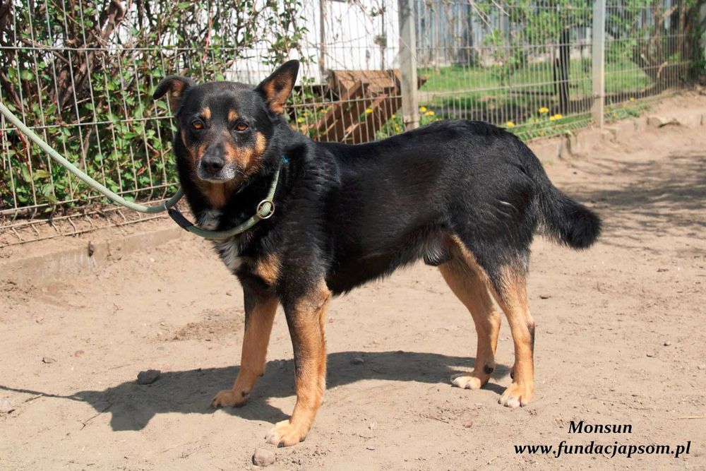 Monsun - przyjacielski psiak
