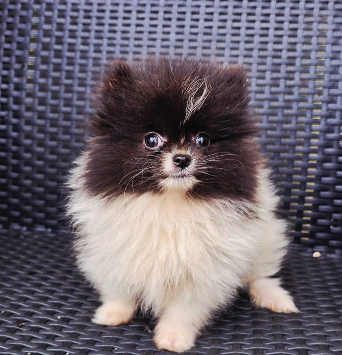 Lulu da Pomerânia Fêmea