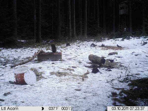 Fotopułapka, kamera leśna Minox DTC-550