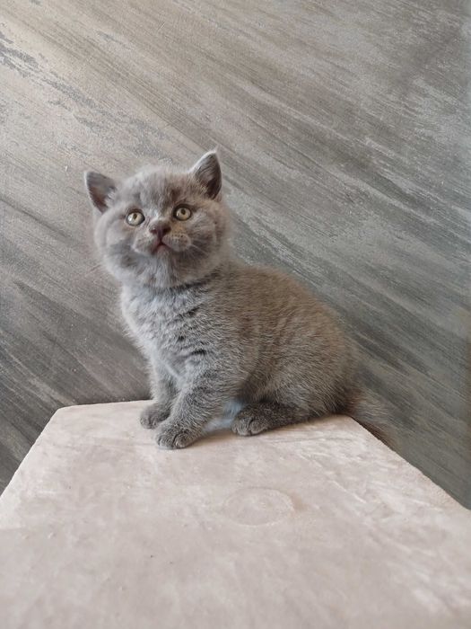 Кошенята шотландські