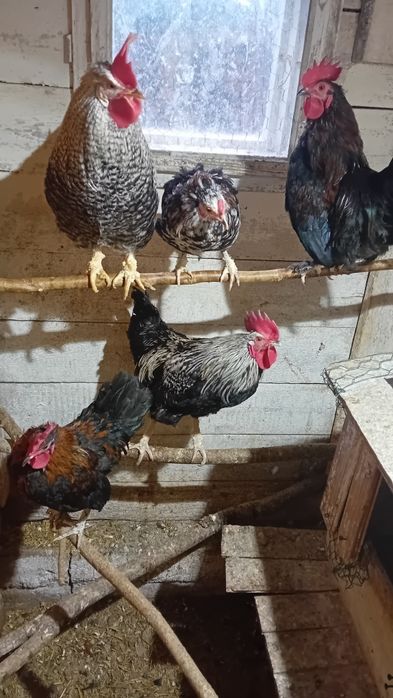 Koguty rajskie kolorowe