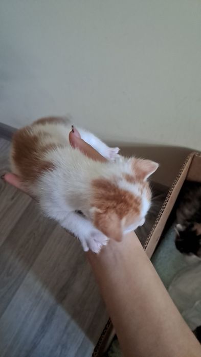 Котинята 1 Хлопчик