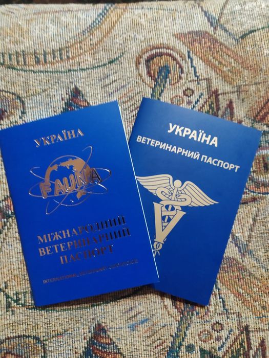 Цуценята Джек Рассел Терьер