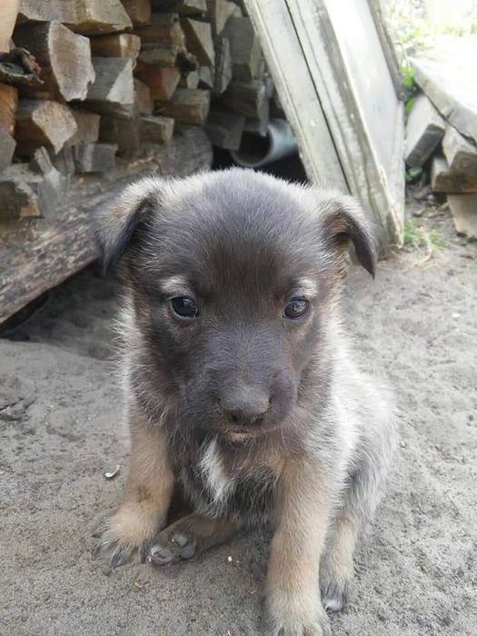 Подарую класних цуциків