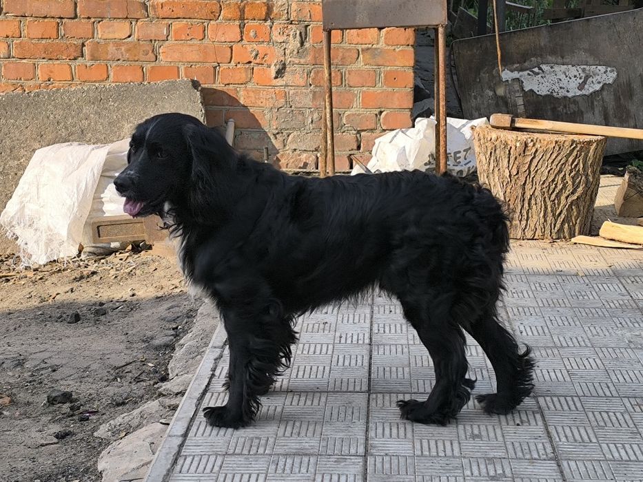 Мисливський спаніель шукає дівчину для зустрічей