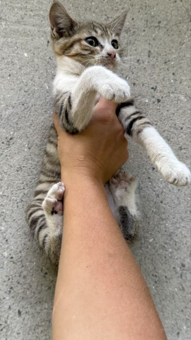 Котенок мальчик 8 месяцев
