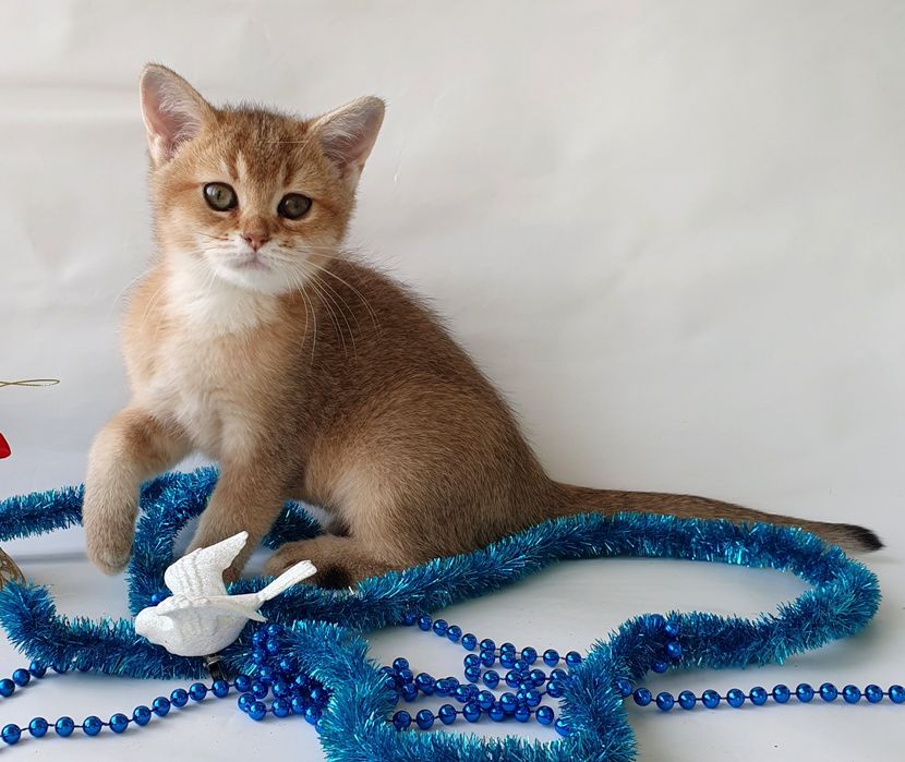 Киев кошечка 3месяца британка золотая шиншилла клубная Кошенята котята
