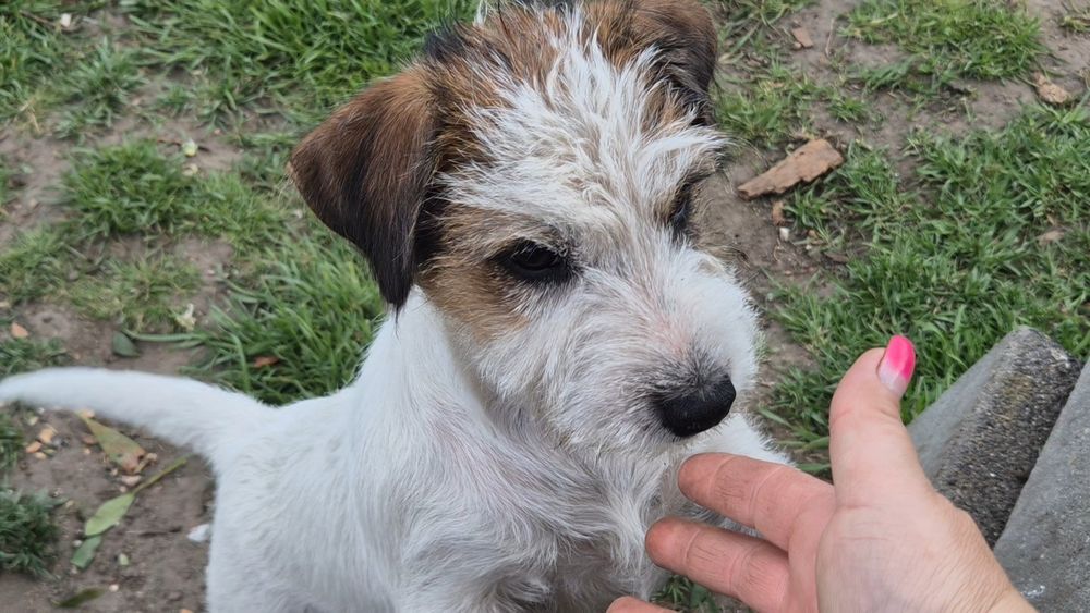 Parson Russell Terrier