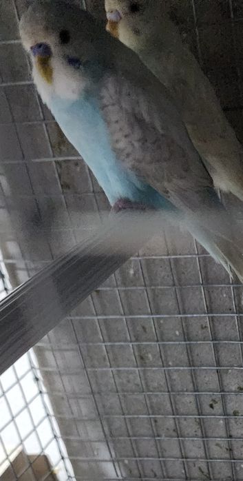 Piriquitos australianos coloridos de 2025