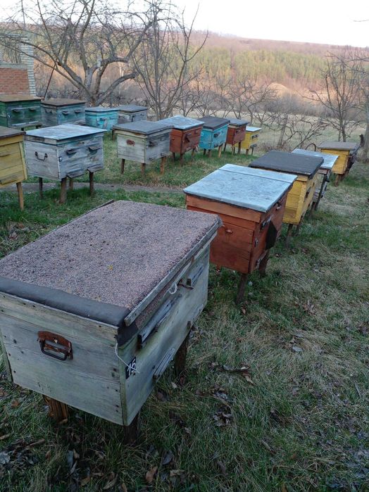 Продам бджолопакети