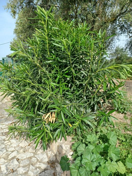 Dou 2 arvores de jardim a quem vier buscar e arrancar