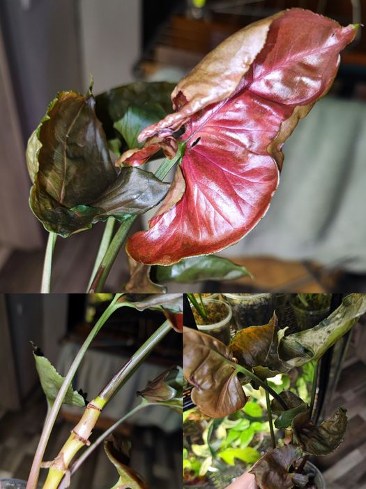 Кімнатна рослина Сингоніум Strawberry Ice Galaxy Тайланд variegated