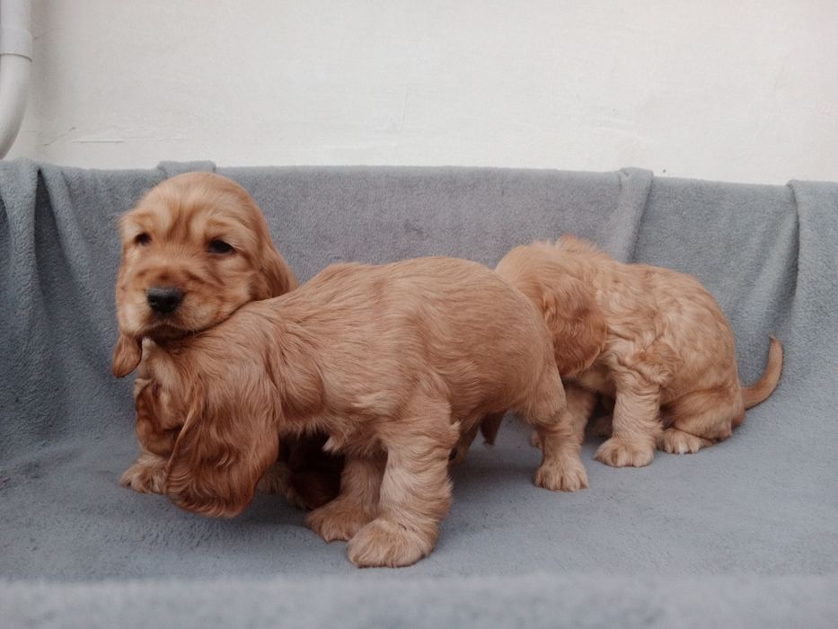 Piękny piesek cocer spaniel Gotowy do odbioru