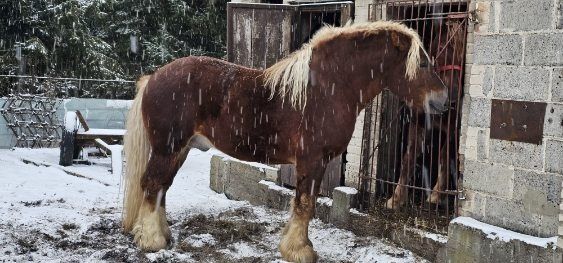Skup bydła,cieląt,zwierząt,koni,owiec
