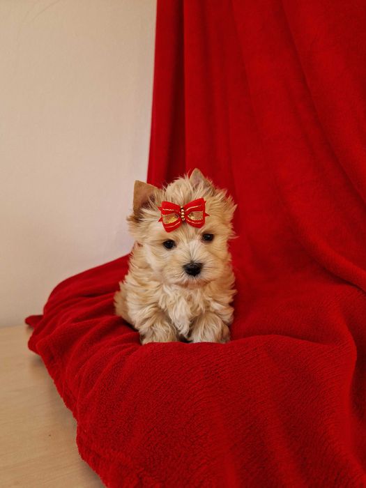 Yorkshire terrier  piesek ocean pearl
