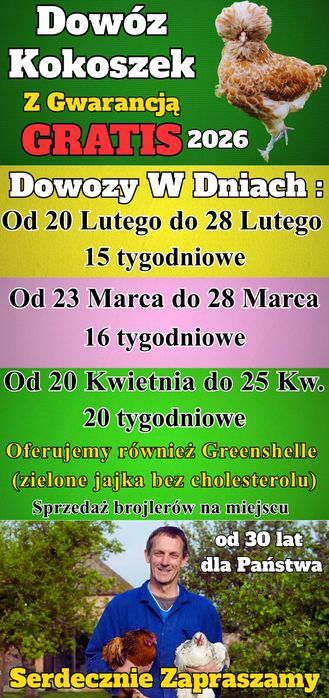 Kokoszki z GWARANCJĄ - Dowóz GRATIS Ferma Drobiu Ładna 97A Luty/Marzec