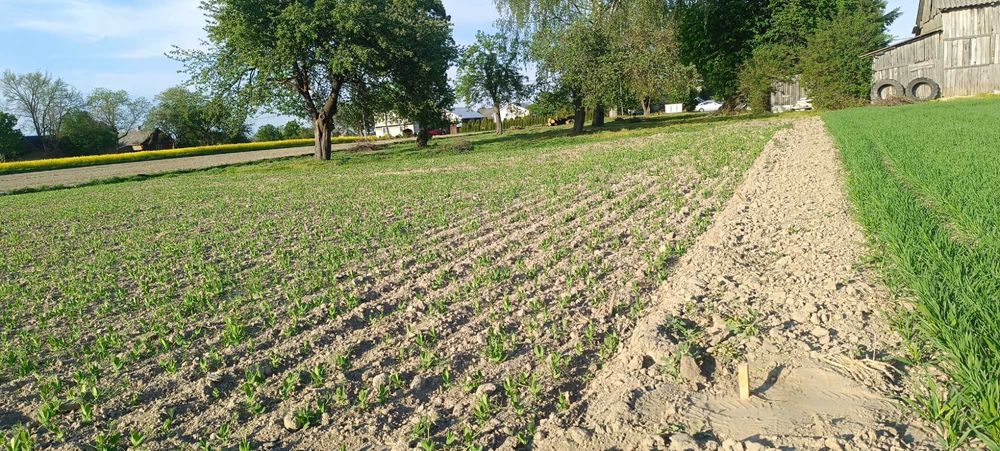 Działka budowlana 1000 m² – Niedrzwica Duża, ul. Graniczna