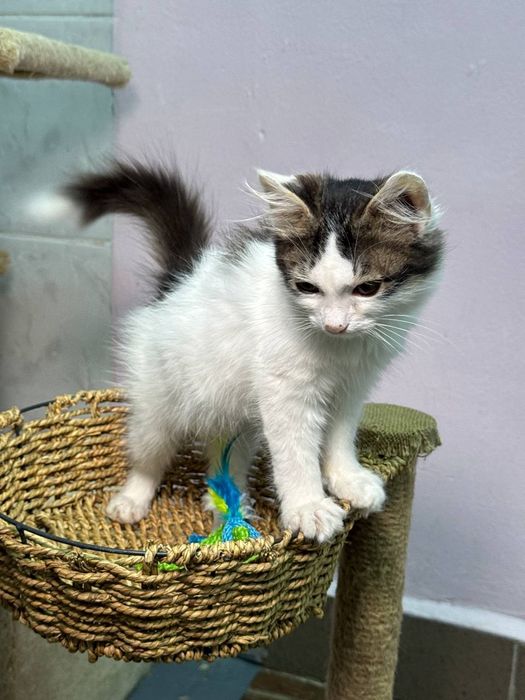 Очень красивые котята в ответственные руки