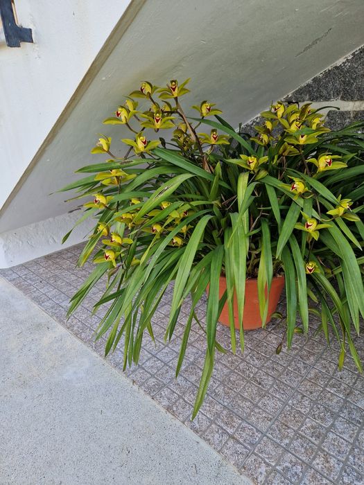 Vaso de orquídeas Grande