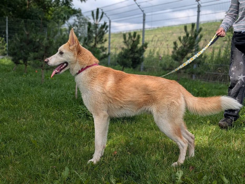Mądry psiak Celion szuka swojej rodziny! Północniak do adopcji