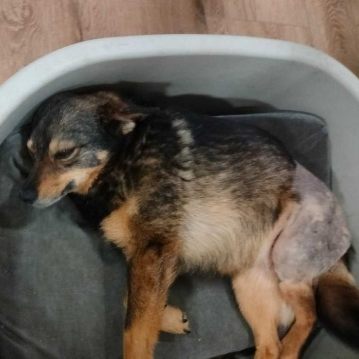 Bura - suczka po przejściach czeka na kochający dom