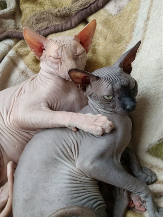 Продаються чарівні Канадські Сфінкси !!!