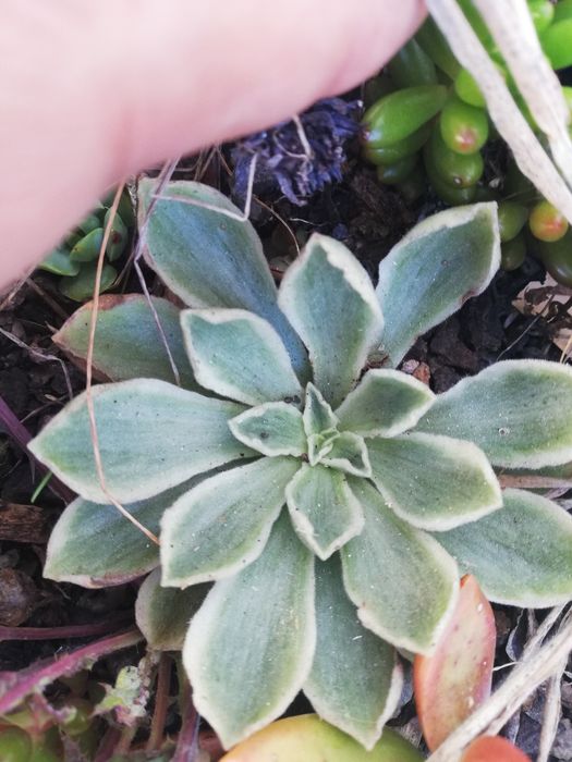 Suculentas varias