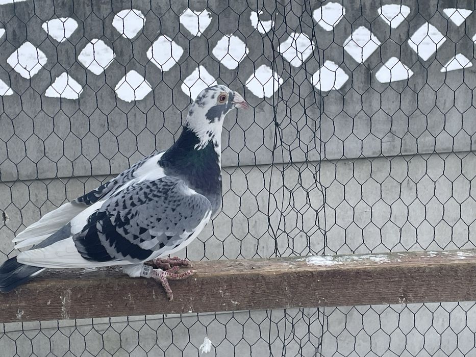 Golebie staropolskie