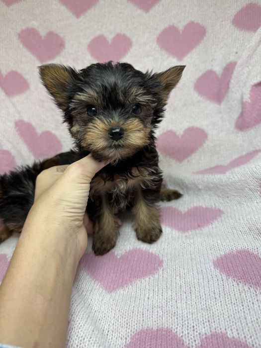 Дуже гарні міні йорки