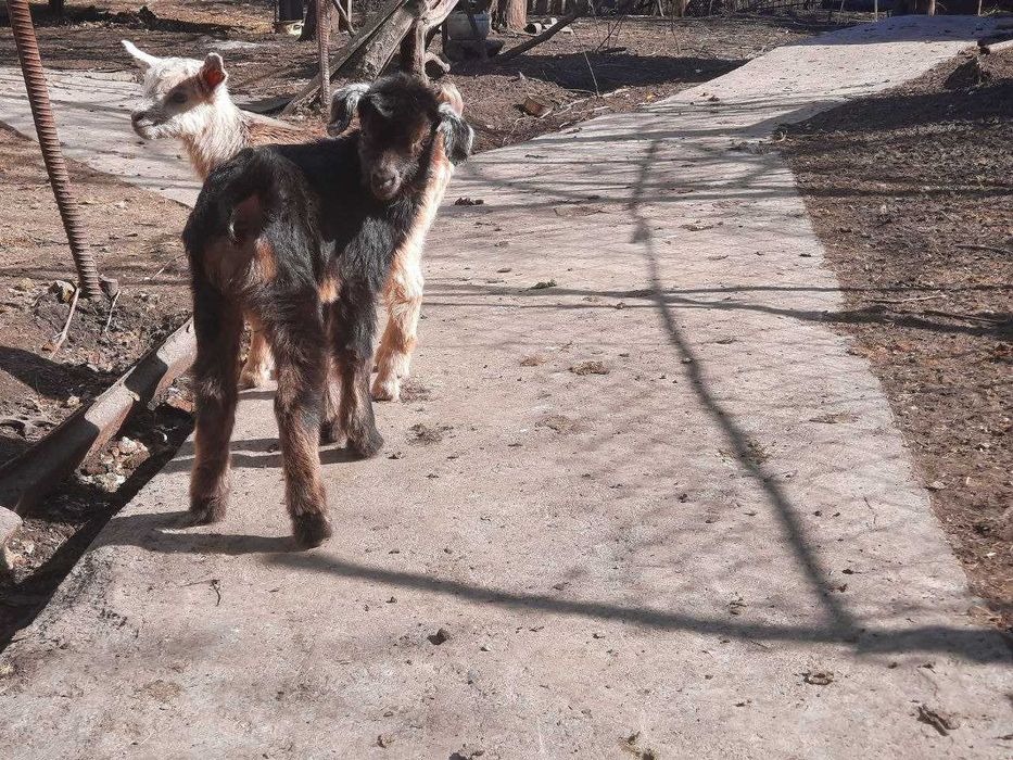 Продаються козенята