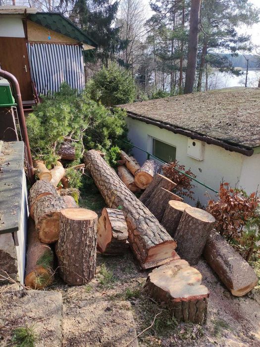 Alpinistyczna wycinka drzew, pielęgnacja drzew, przycinanie żywopłotów