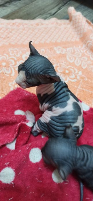 Канадський сфінкс. Бронювання