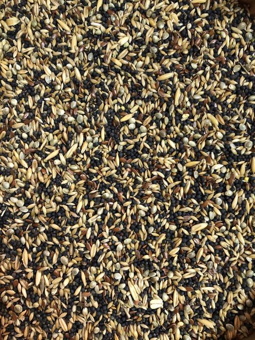 GOLD WINGS KP Kanarek Premium bez granulatu 10kg mieszanka pokarm kana