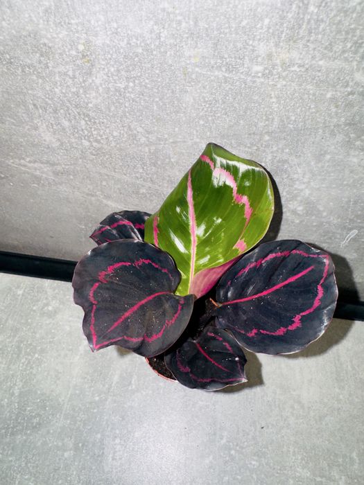 Калатея Дотті (Dottie)