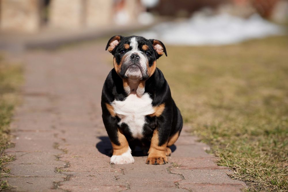 Buldog Angielski Piesek