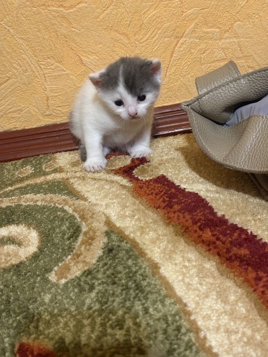 Котенятка миленькі
