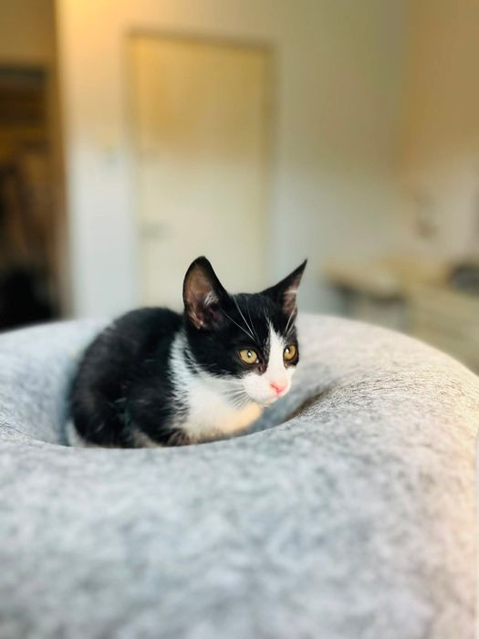 Kinga- mała kotka do adopcji